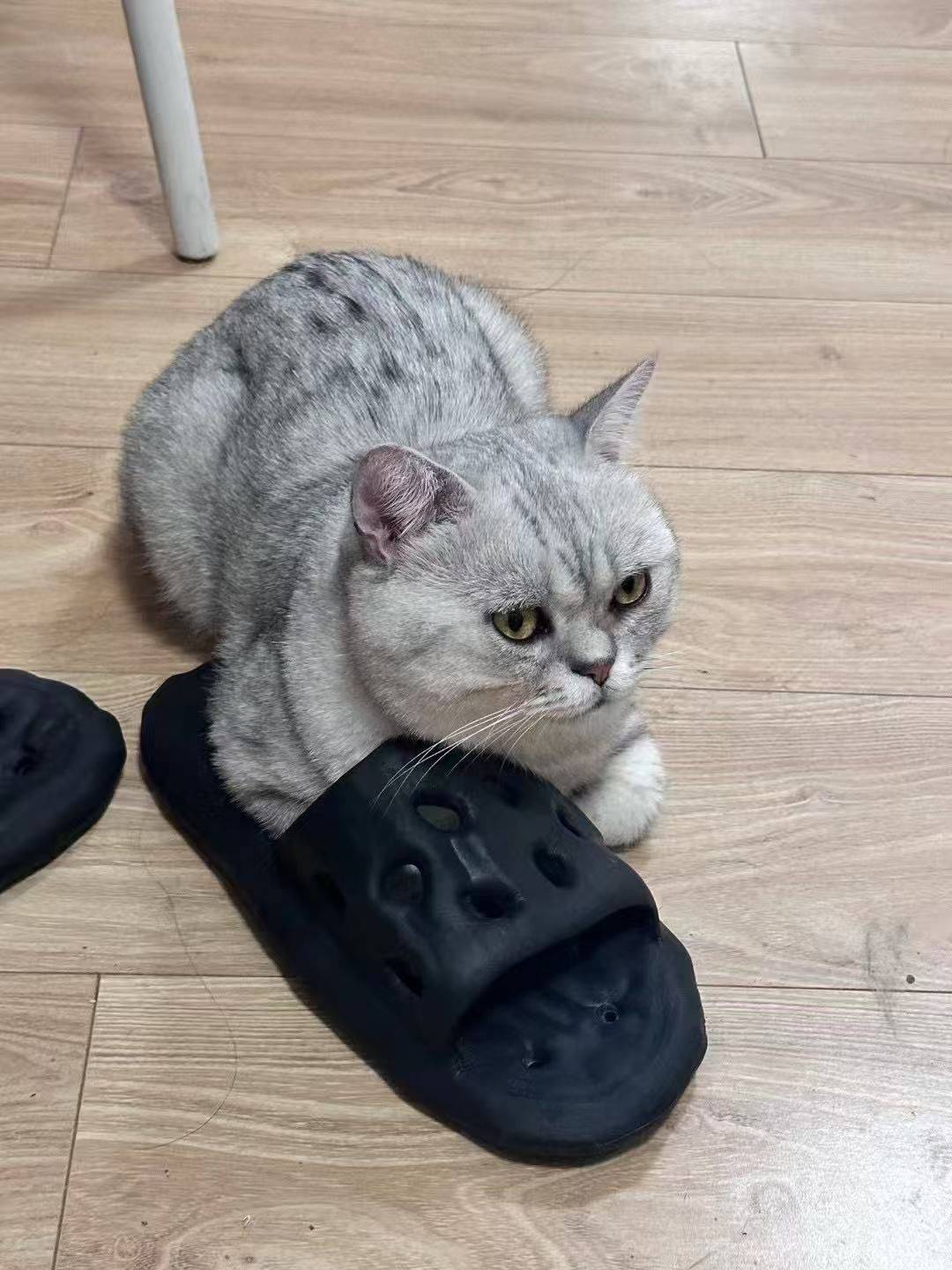 小保罗🙈
