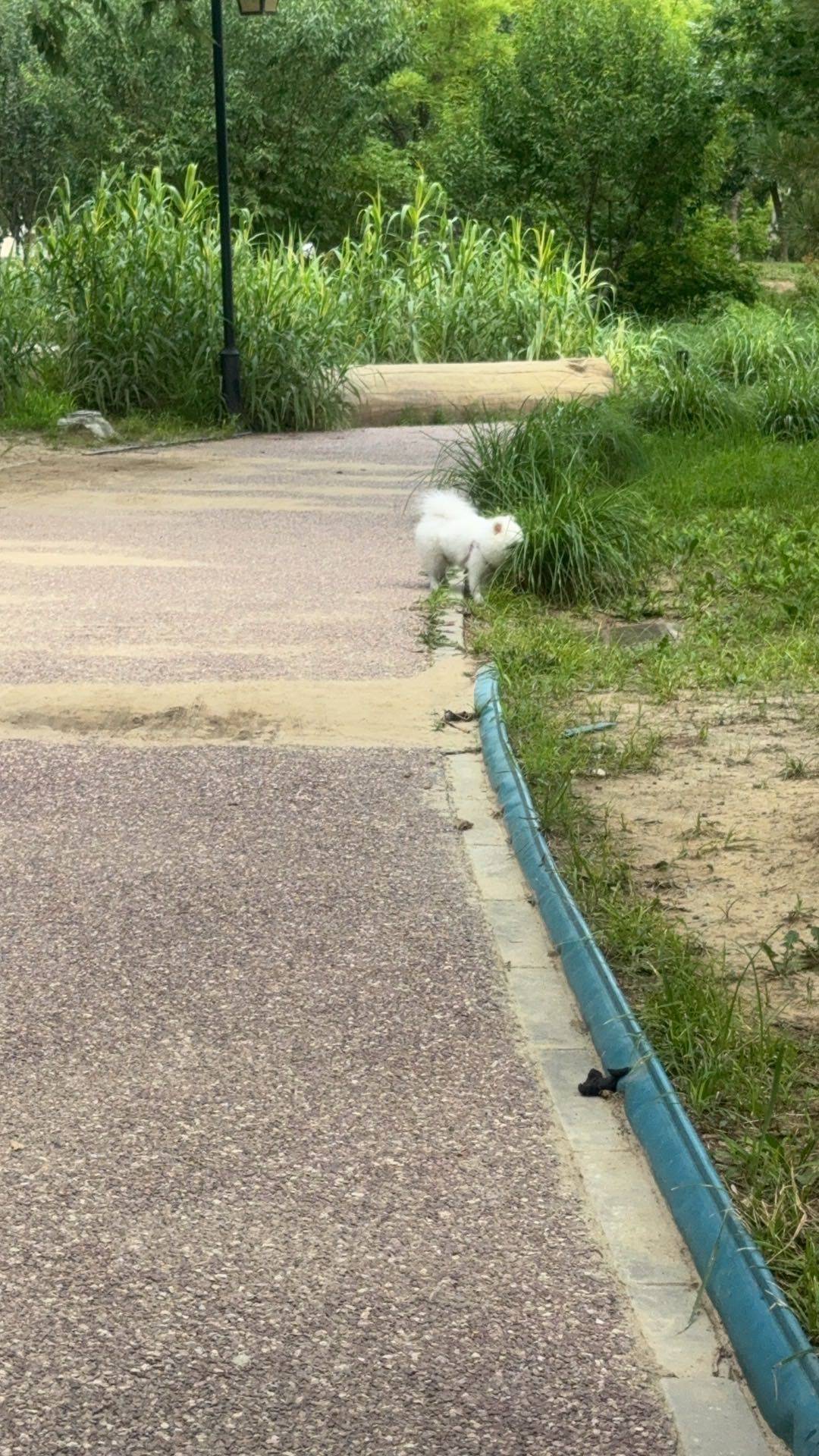 莉莉