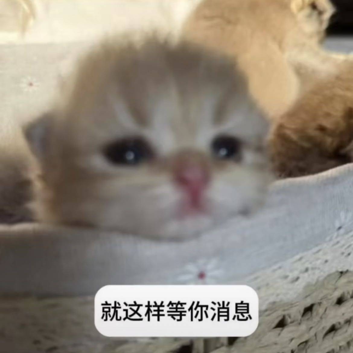 细细粒