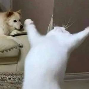 逗逗