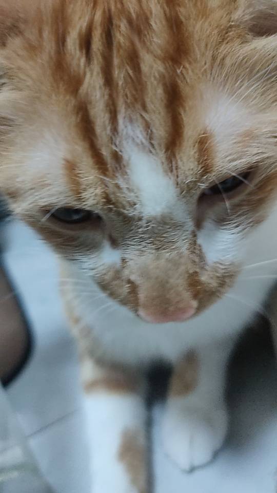 Dai