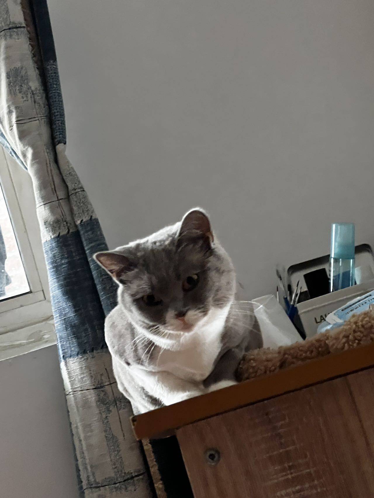 饭饭是只猫