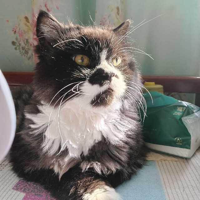 白澜