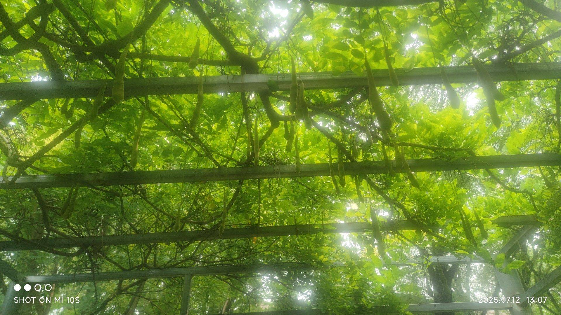 圆悌
