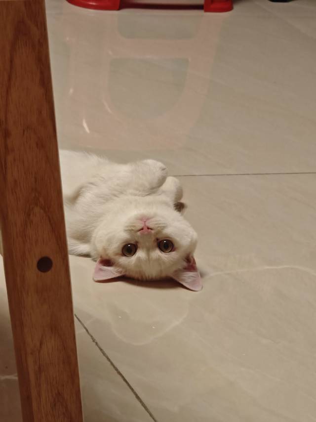 🐰 飯寶寶 💜