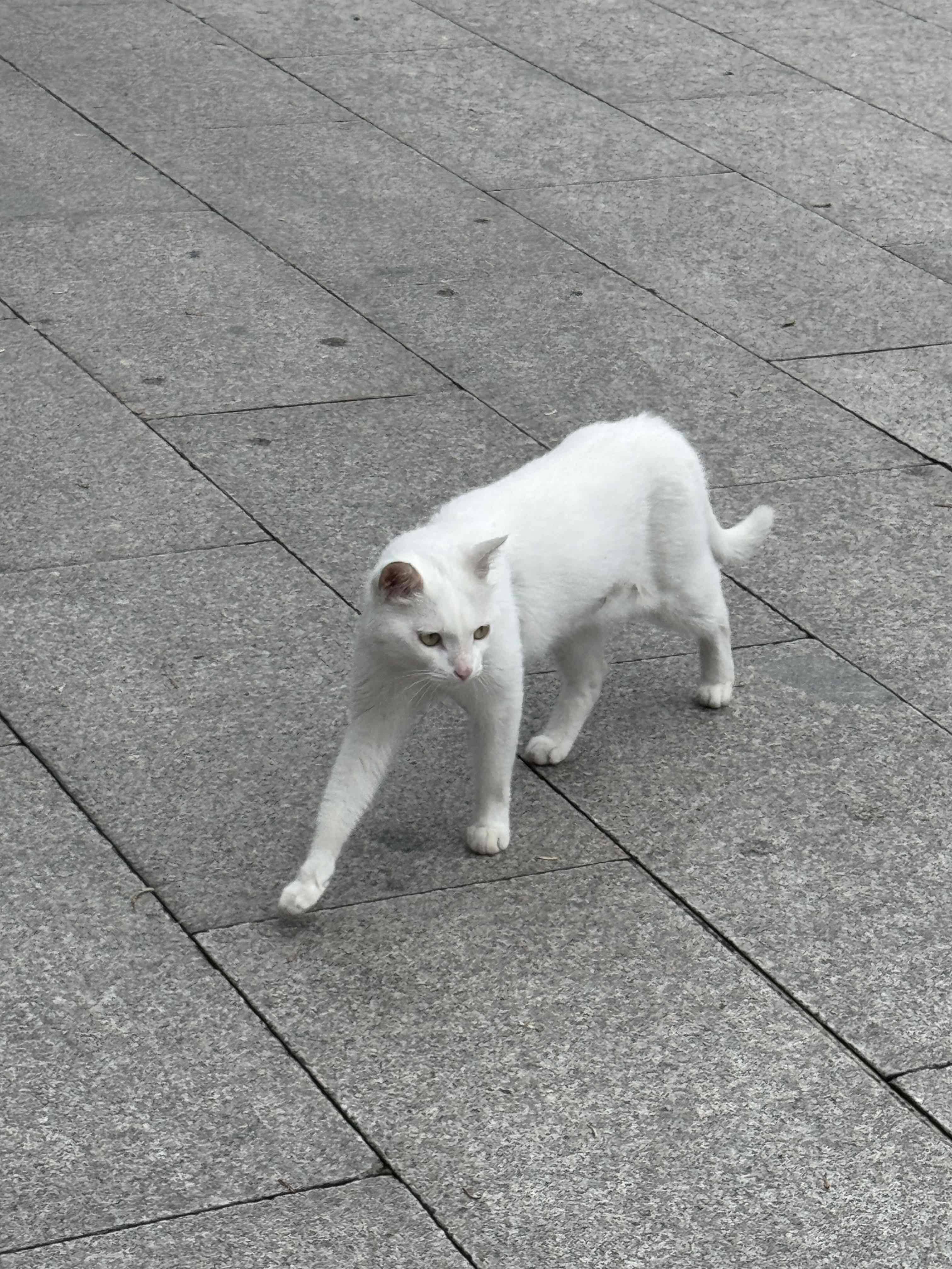木木