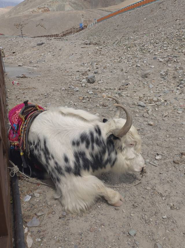 苏苏