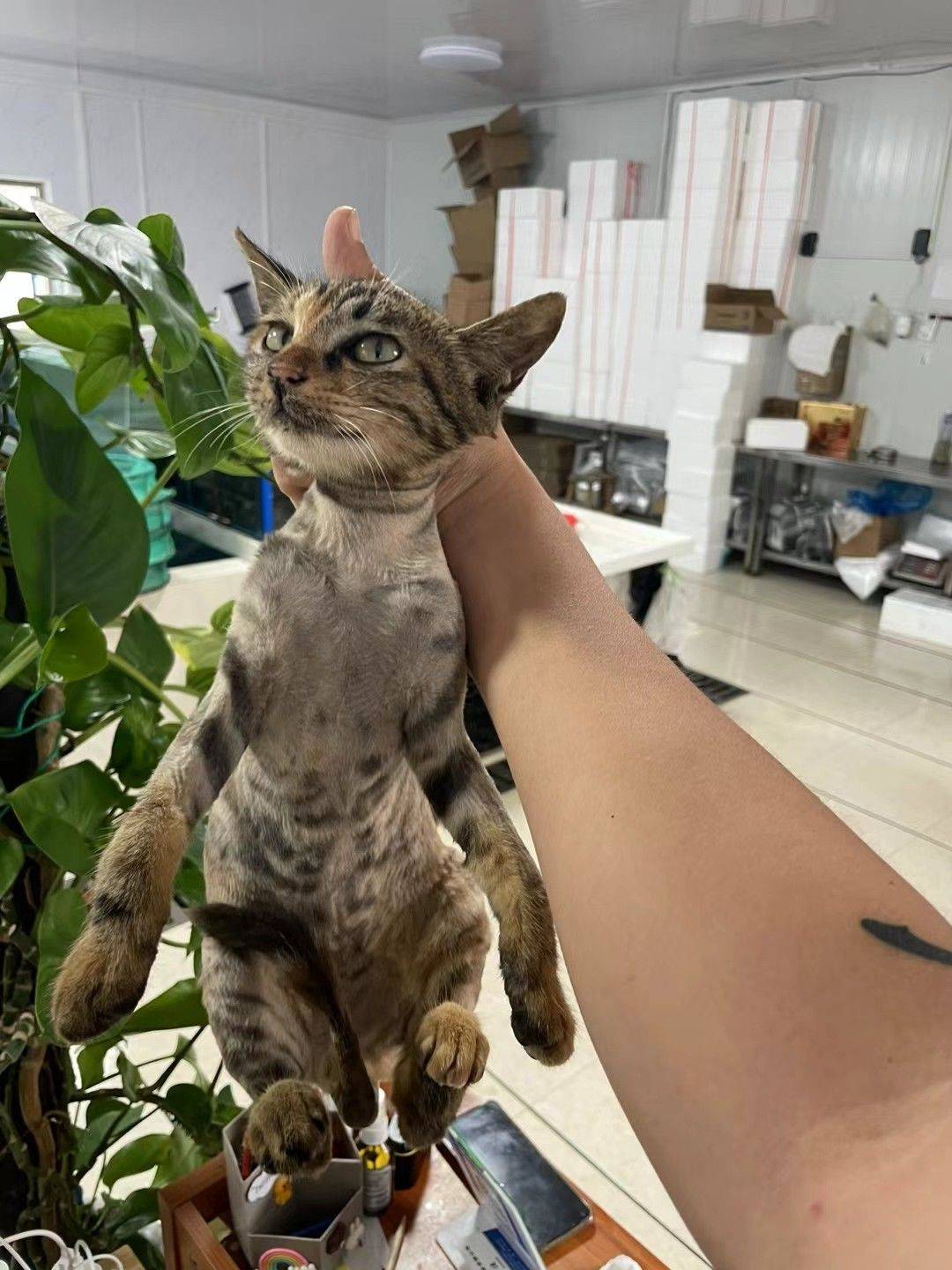 咪
