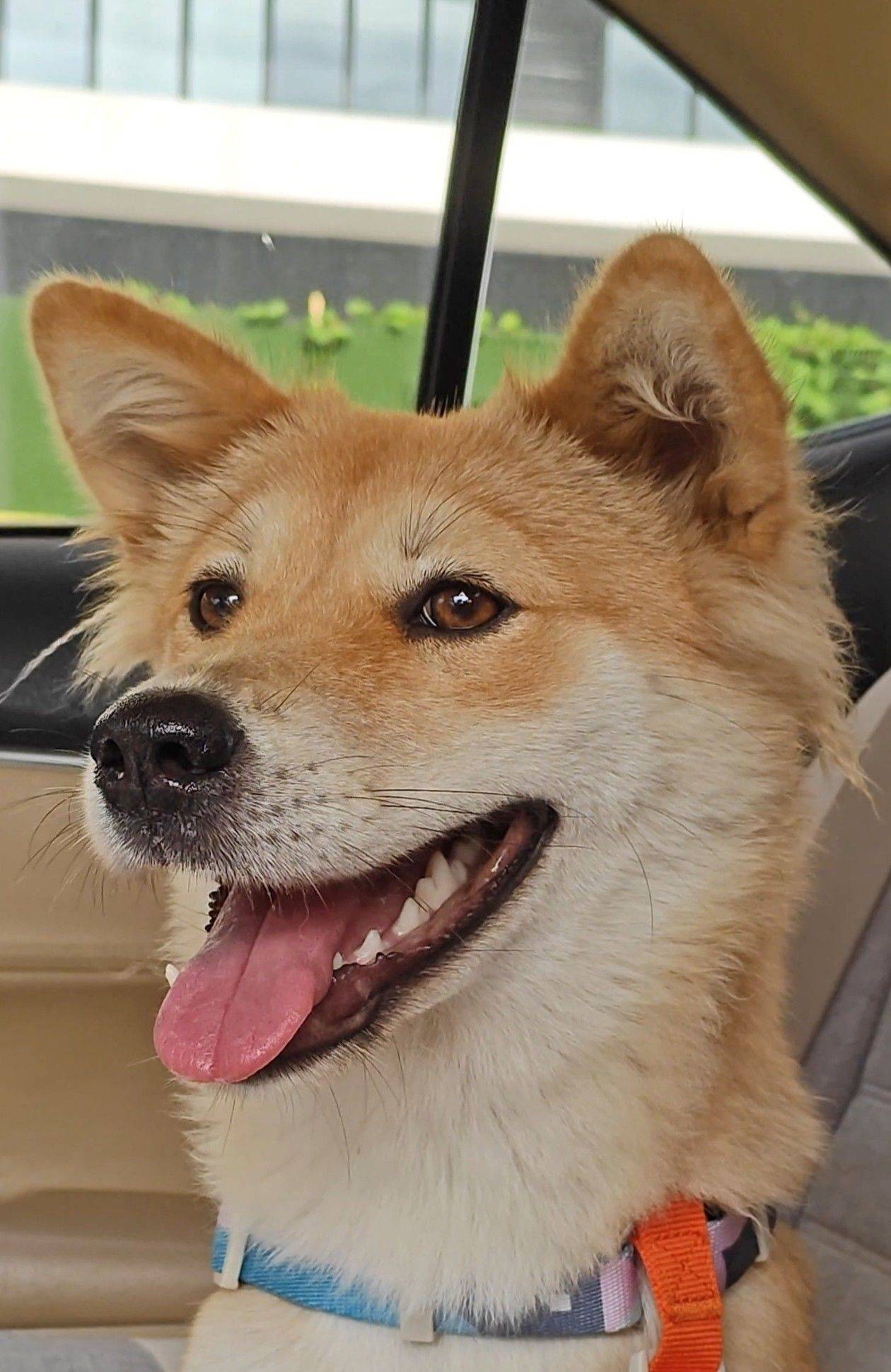 小黄狗