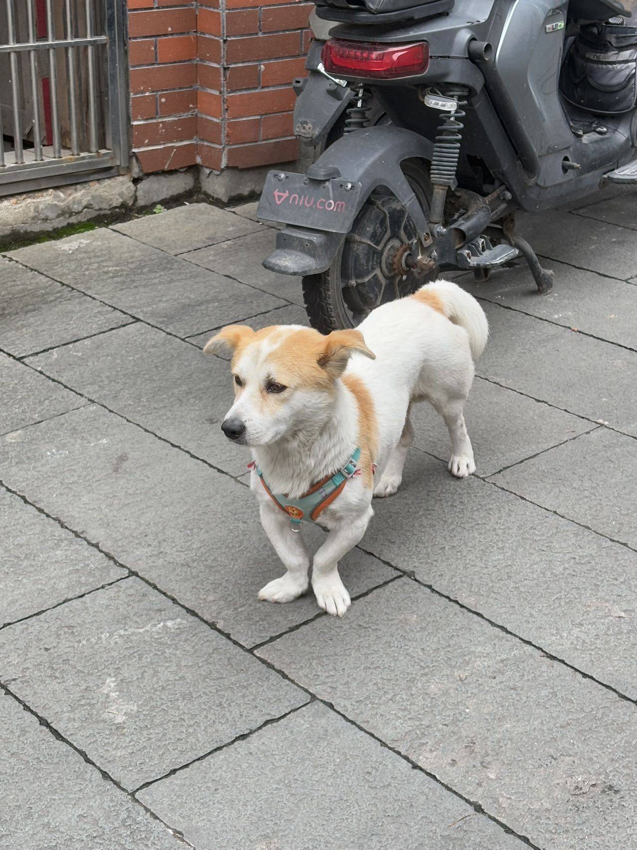 夹熊饼干