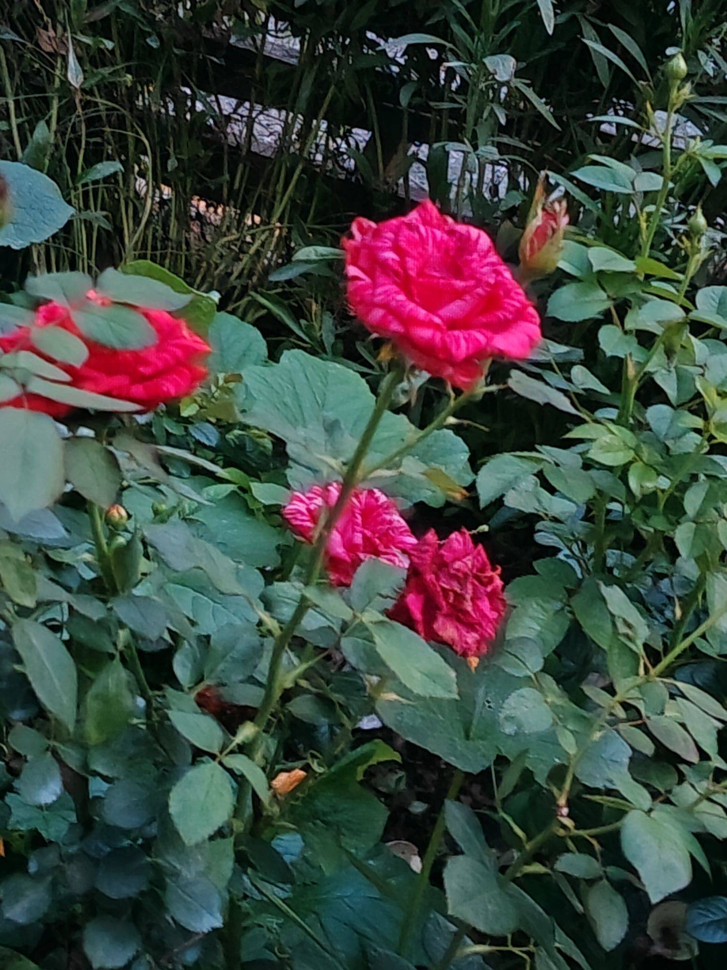 小芳
