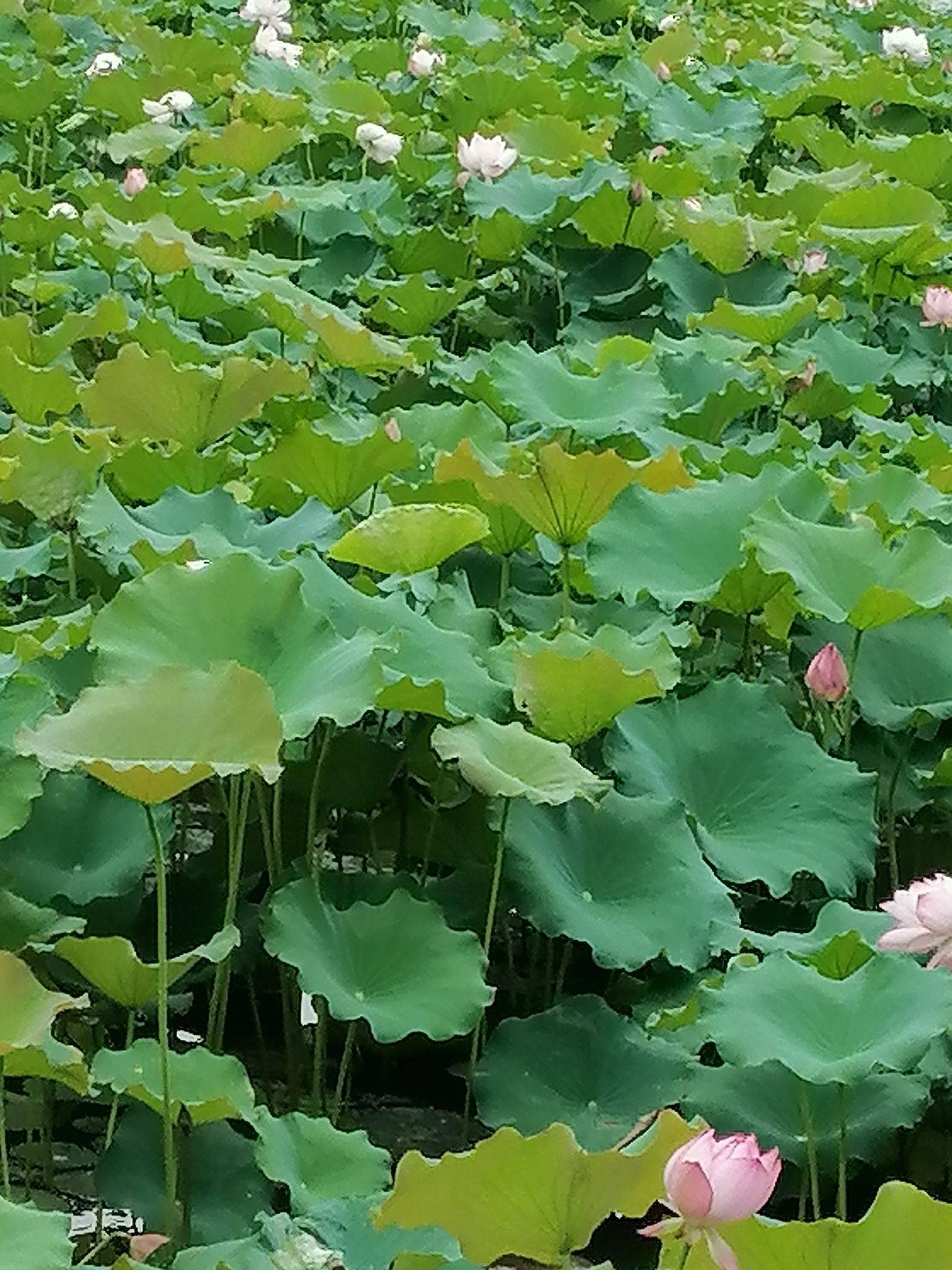 草莓