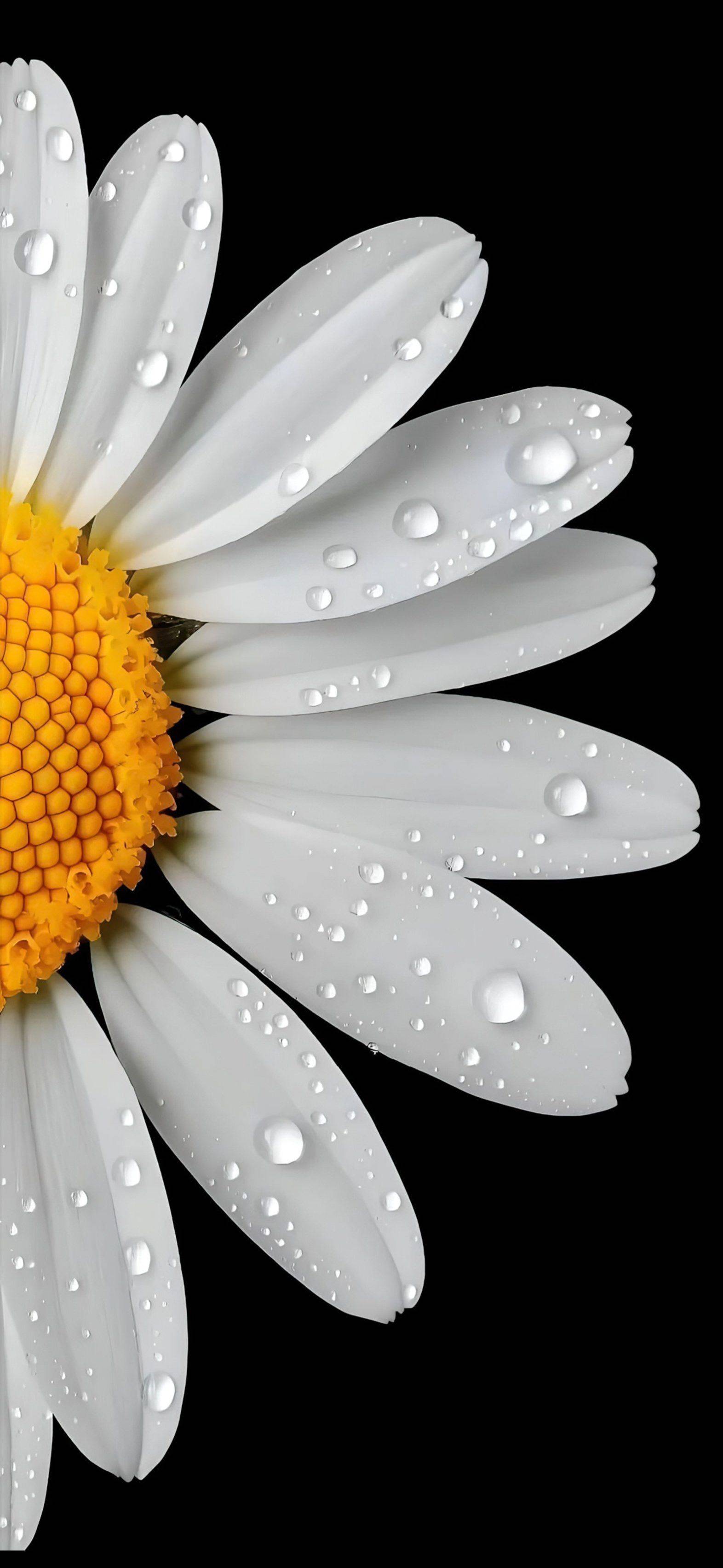 爱写程序的猴子