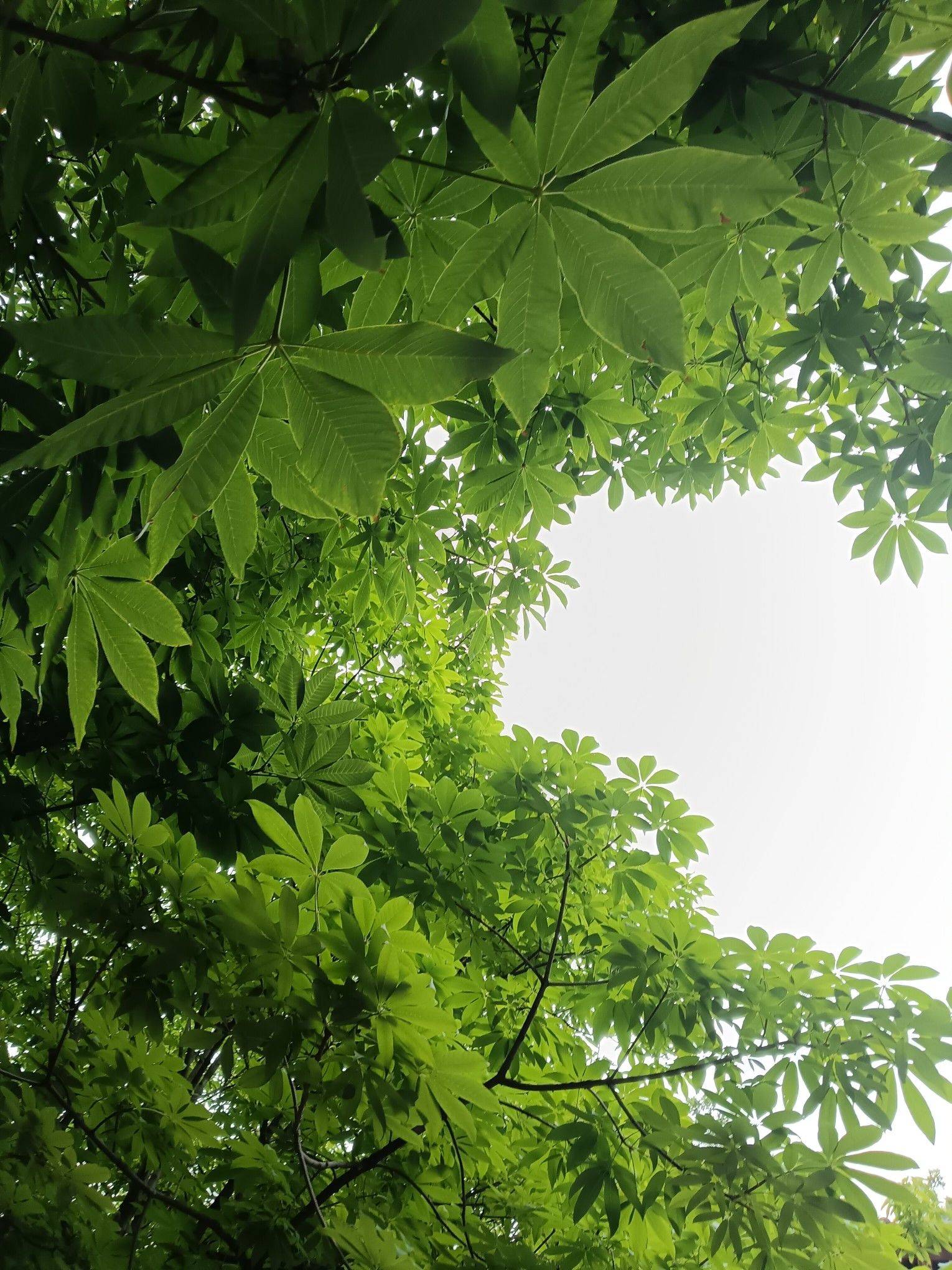 流芳百世