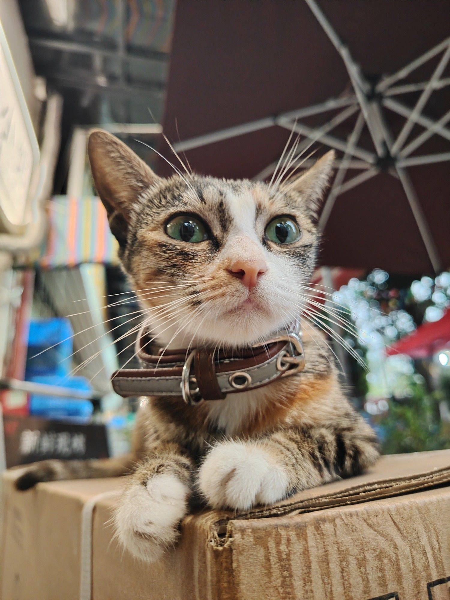 小七
