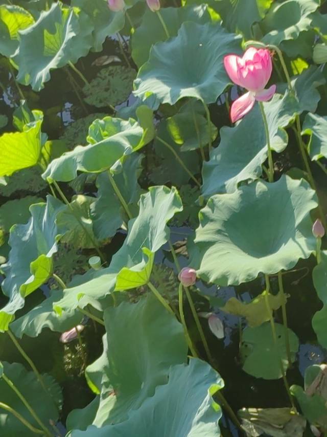 缘分远放