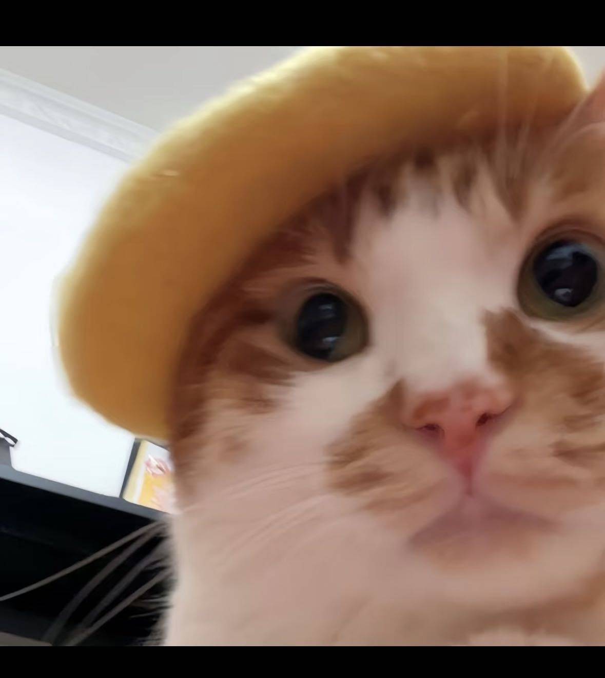 贝贝