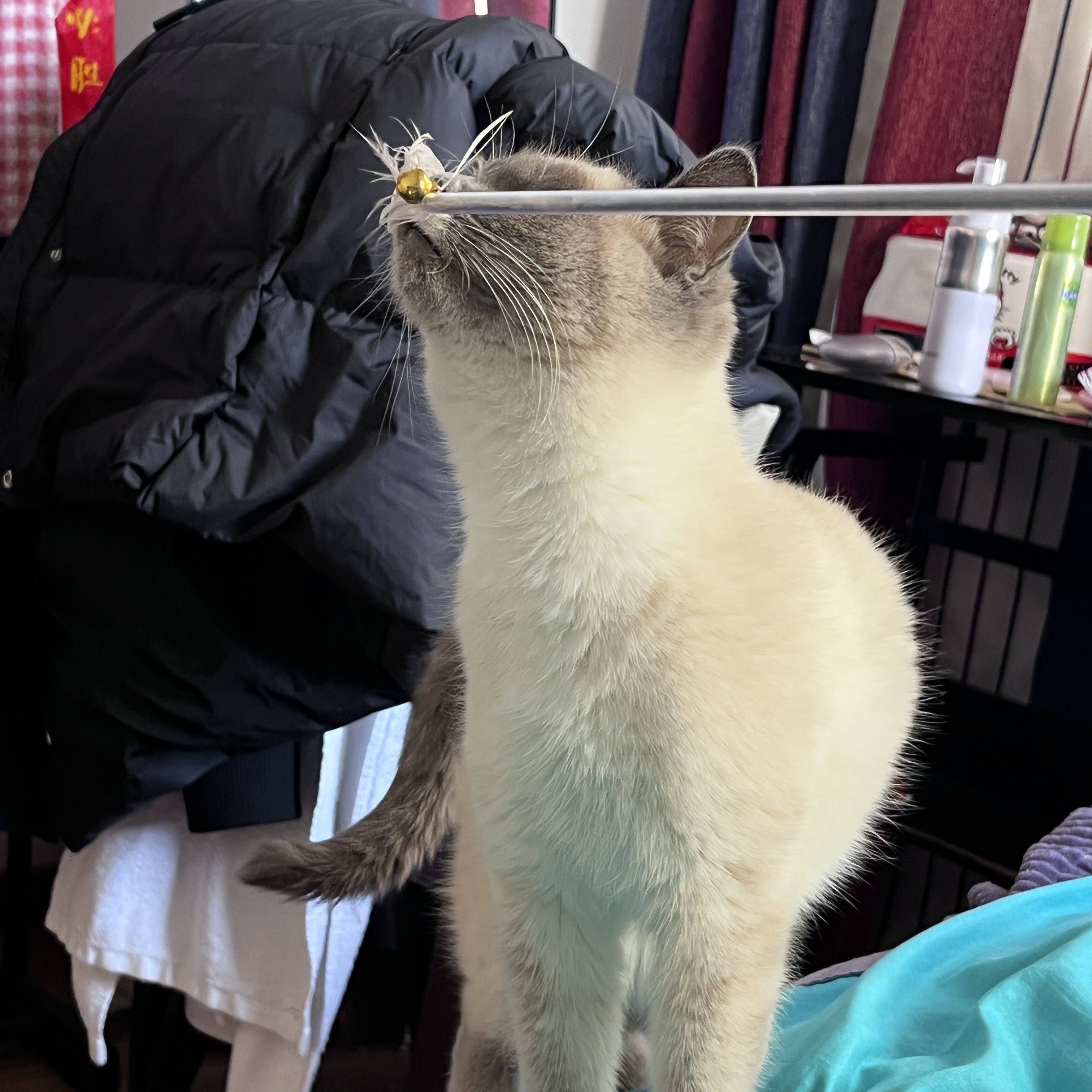 呃呃呃呃
