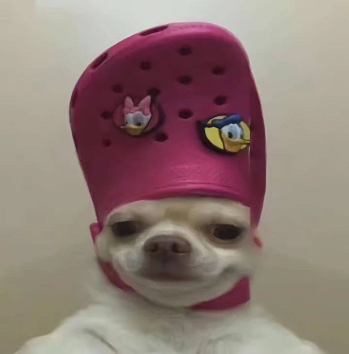铁了个蛋