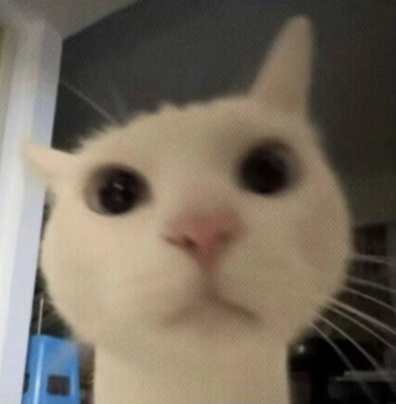yy