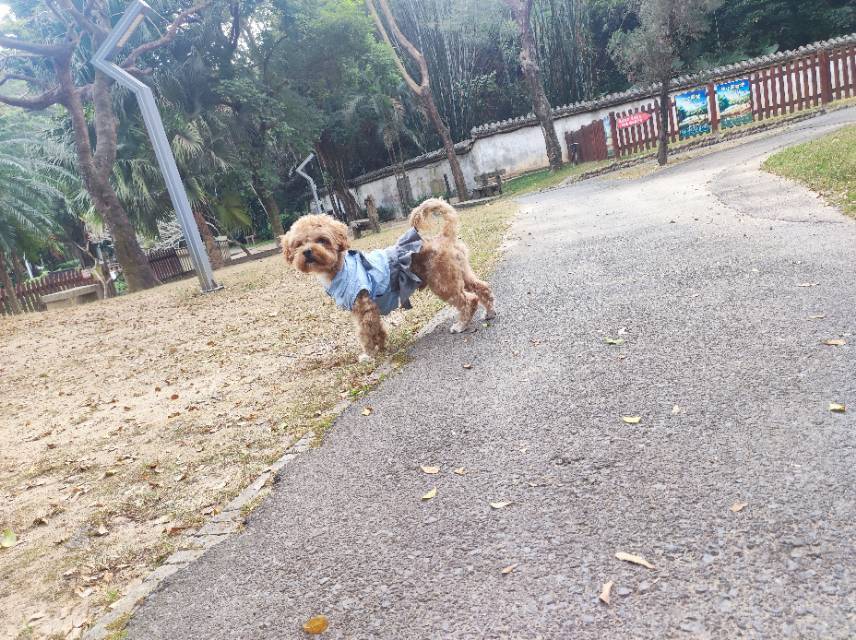 豆豆很乖