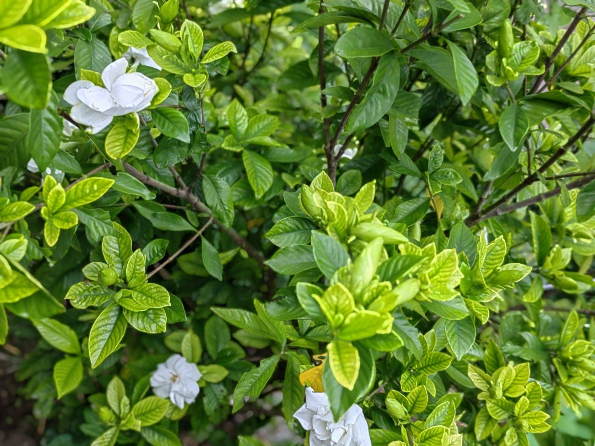 莎莎