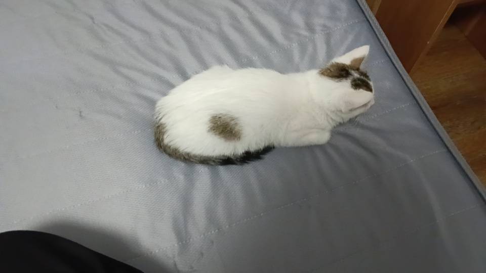 之一