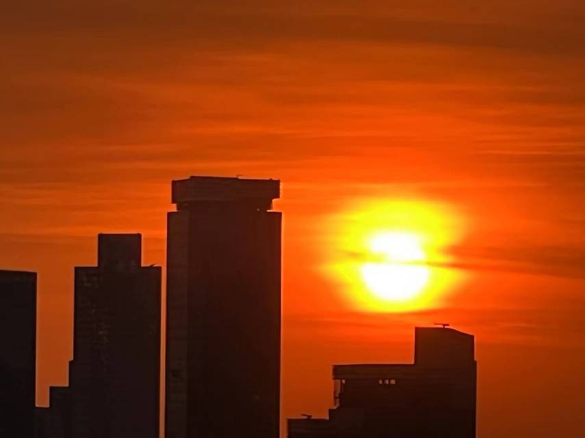 枫
