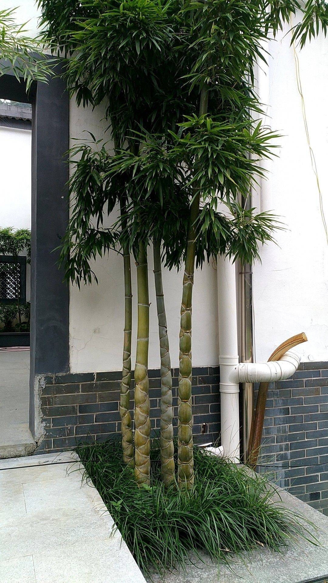 鱼鱼