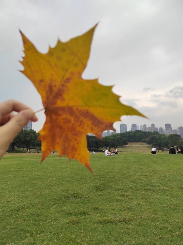 君不见 青丝染白发