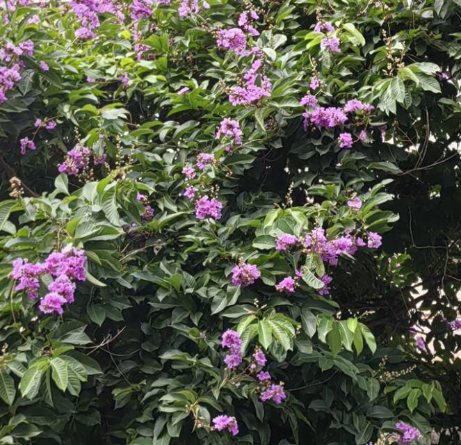 呼噜噜驾到，通通闪开！