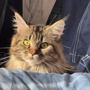Lumen