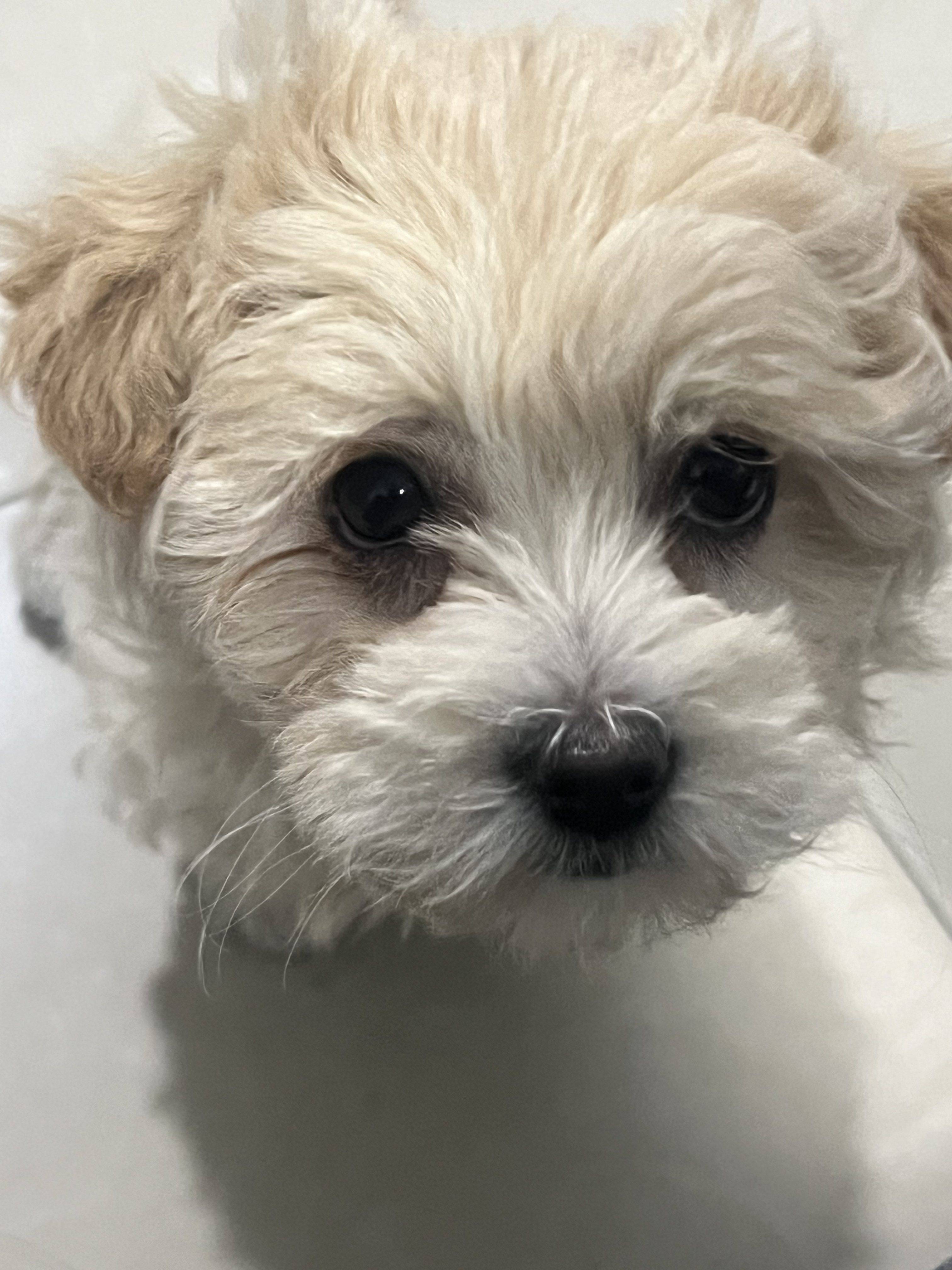 milo