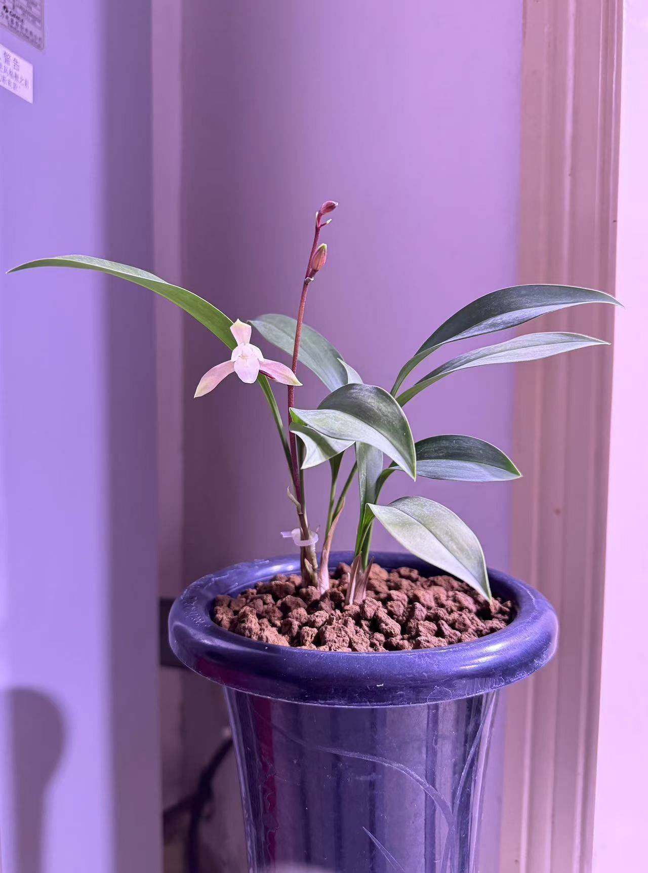 爱在深秋