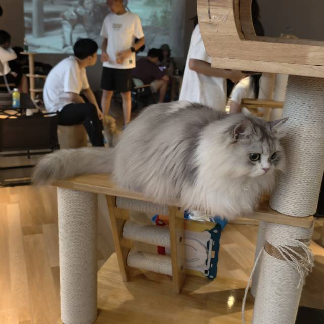 喵喵拳