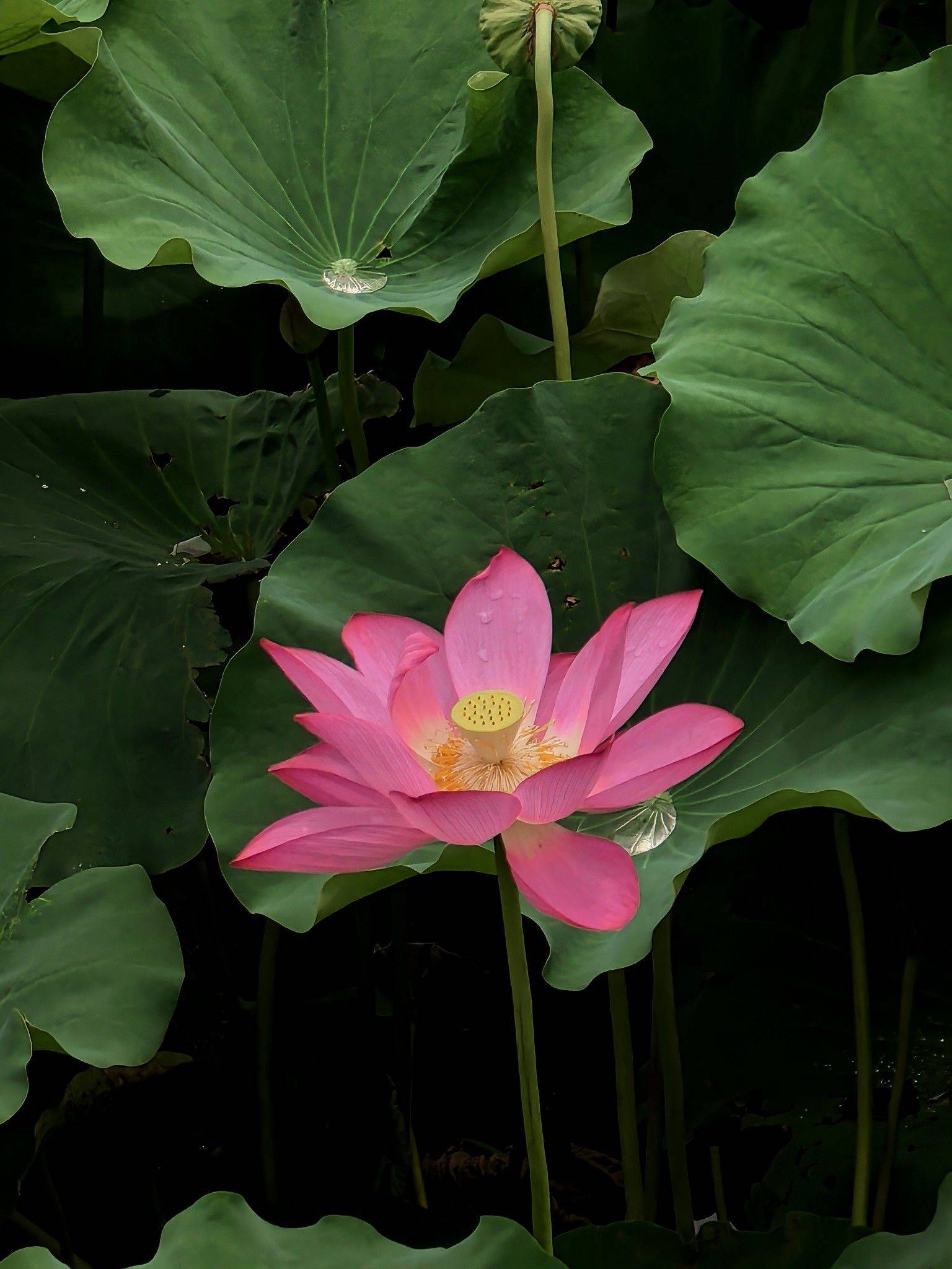 房东