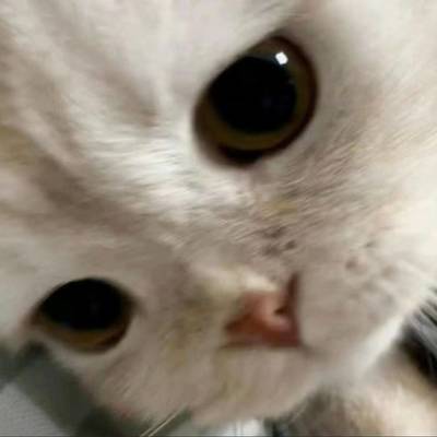 柯柯