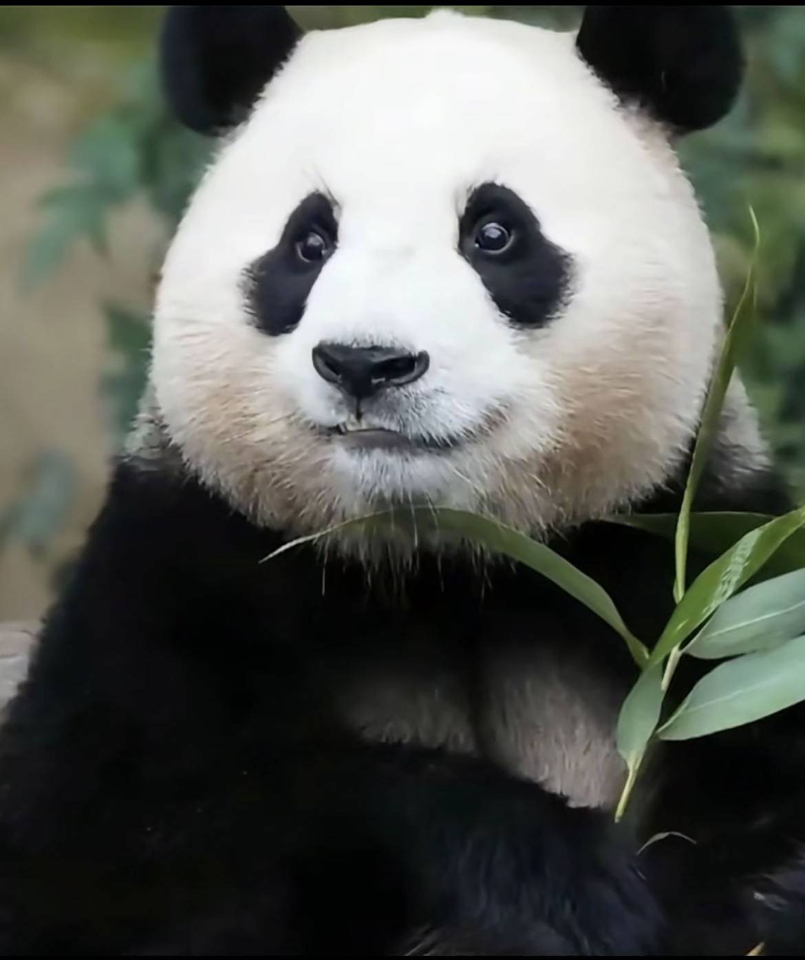 嗯哼