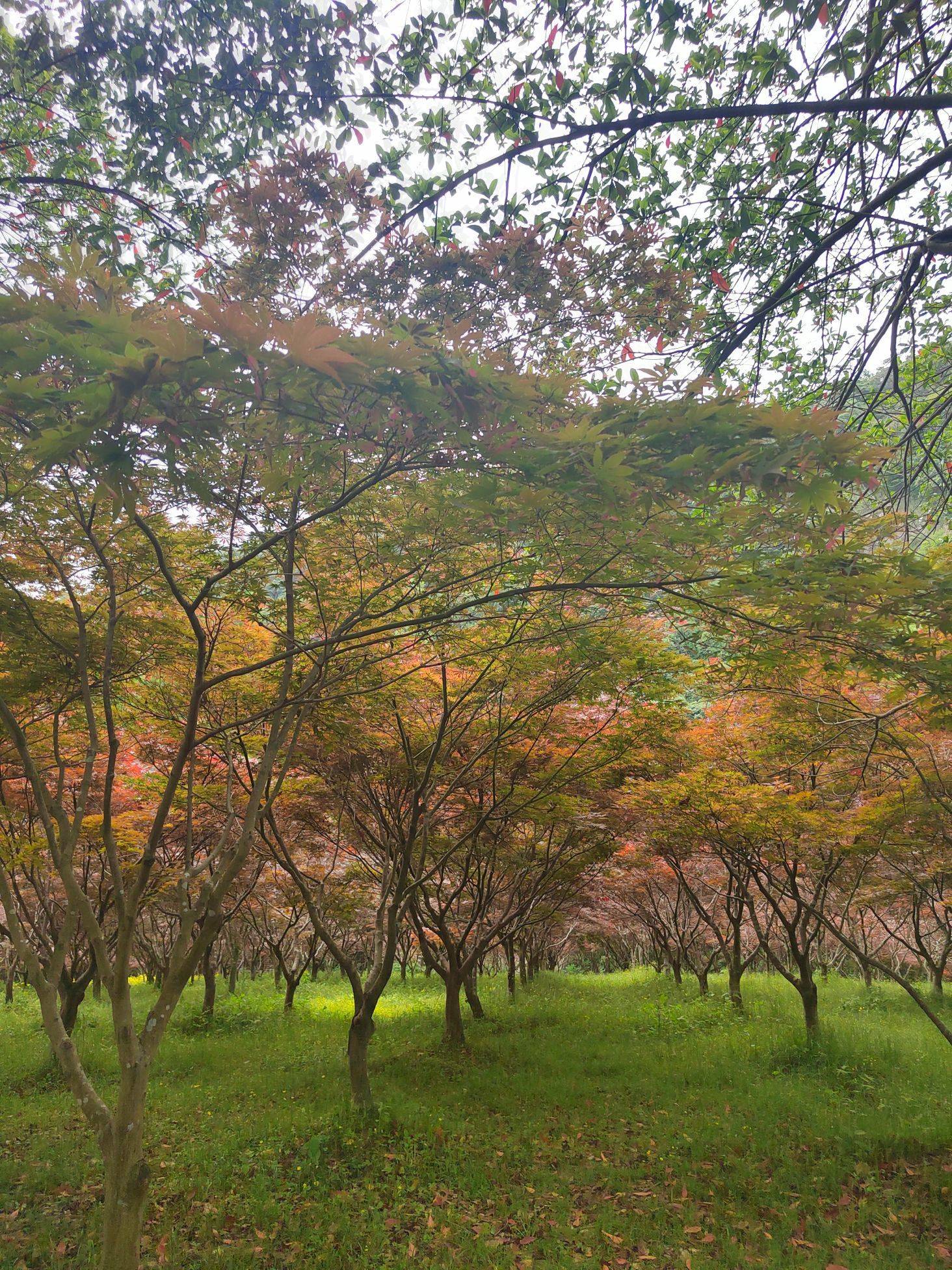 沈