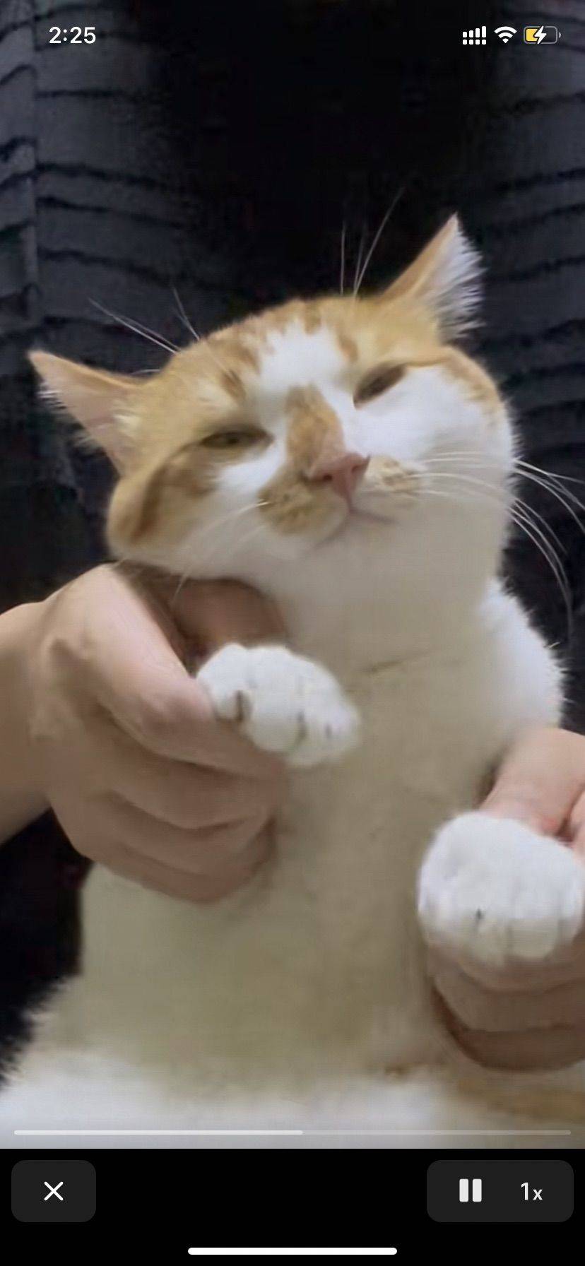 一个苦逼的牛马
