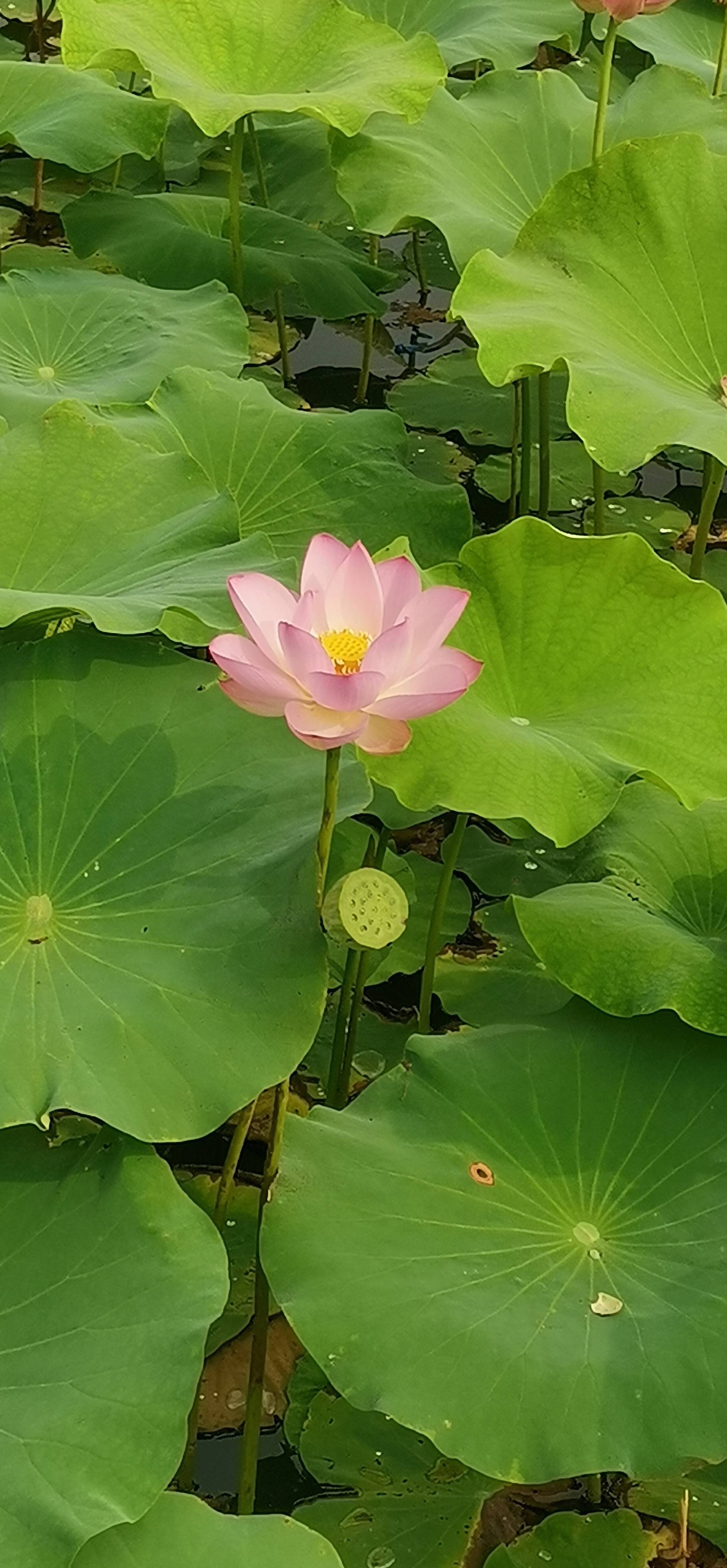淡然