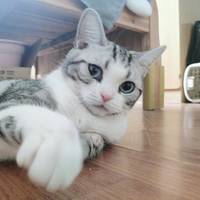 蓝桉