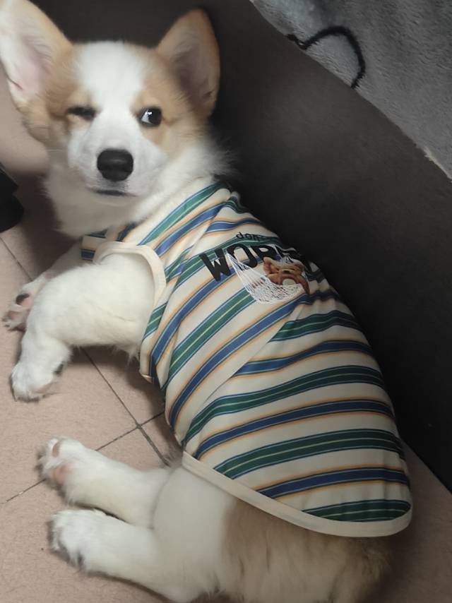 可爱多是只狗