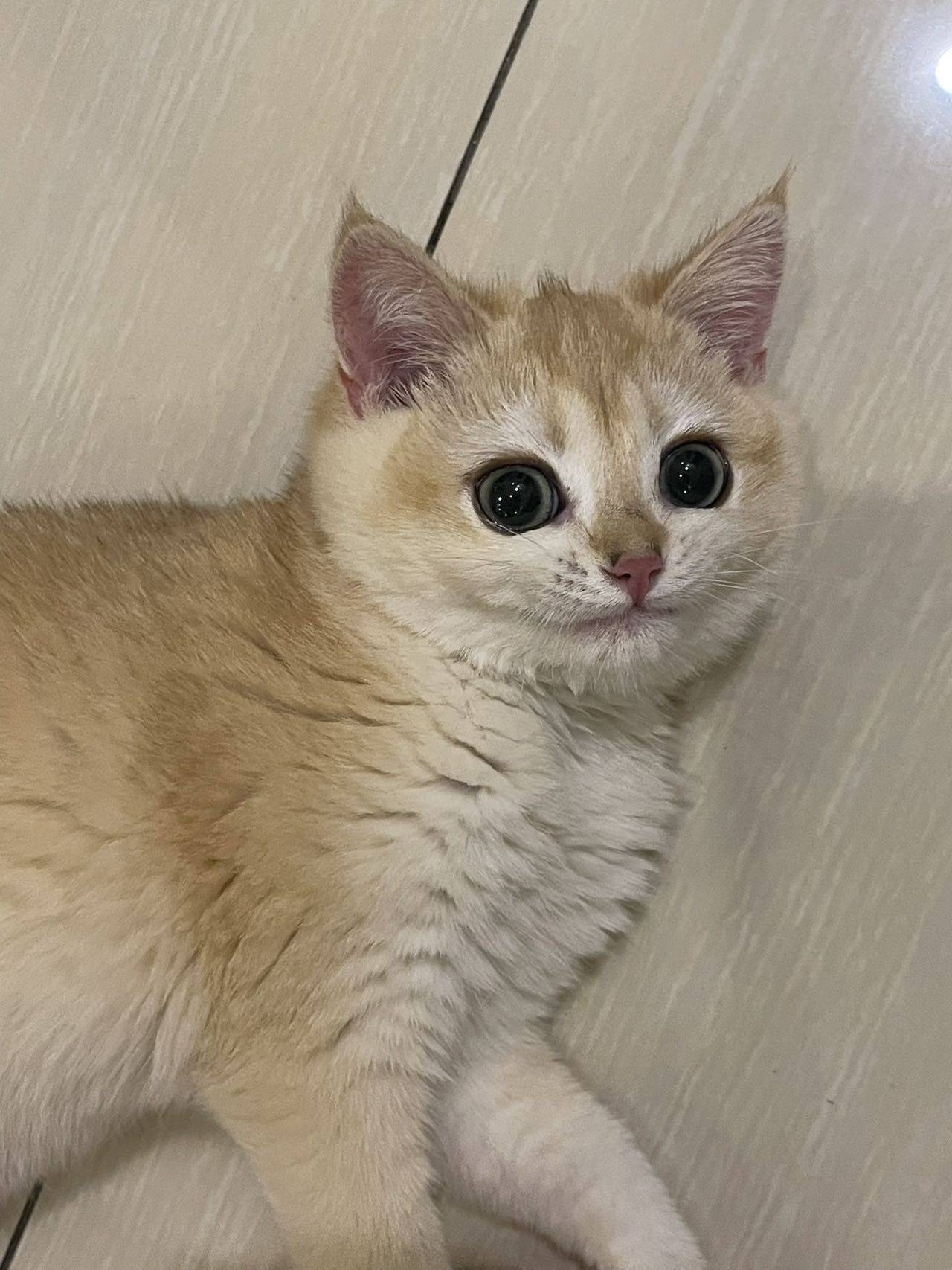 lilyana🐈