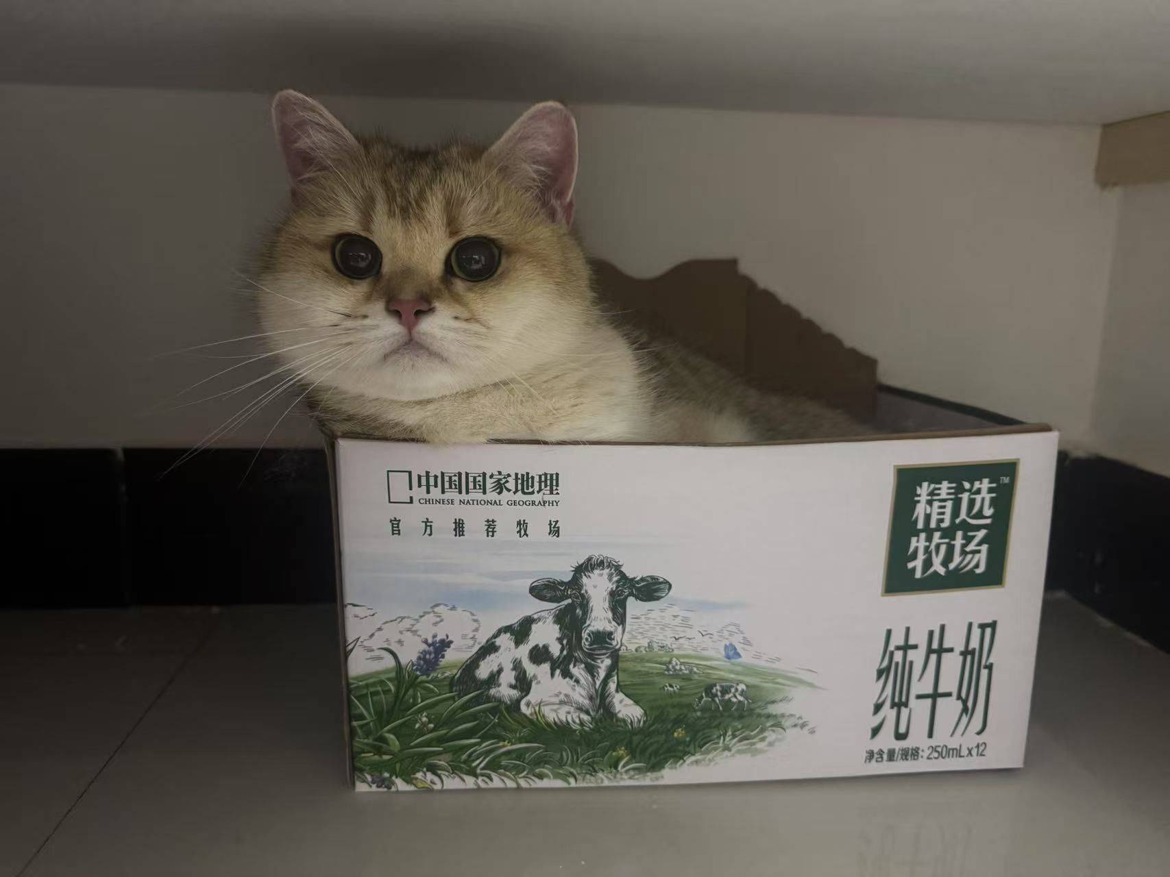 孤单网易云