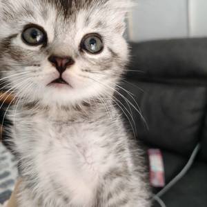 只爱休🐱