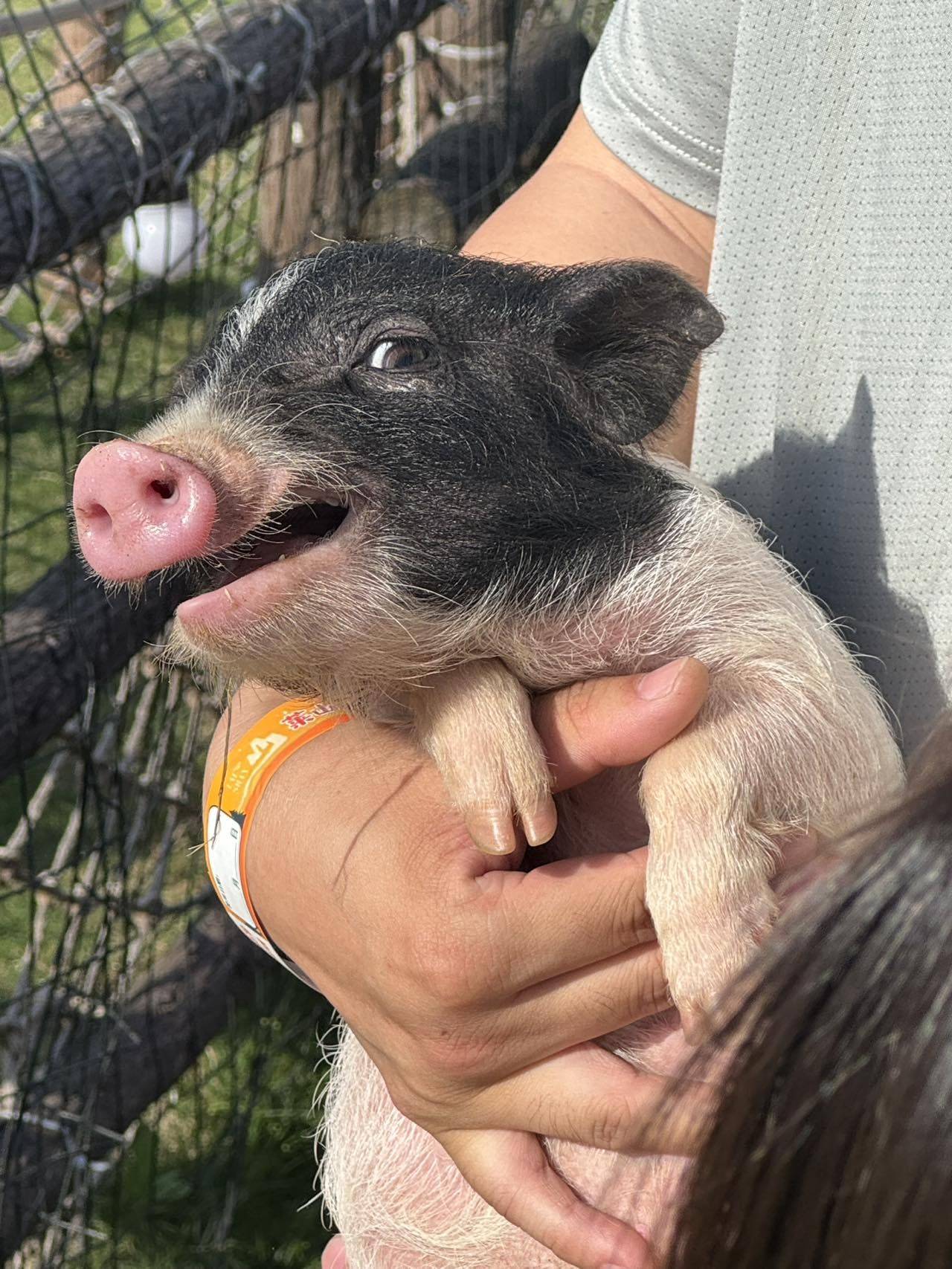 🐷