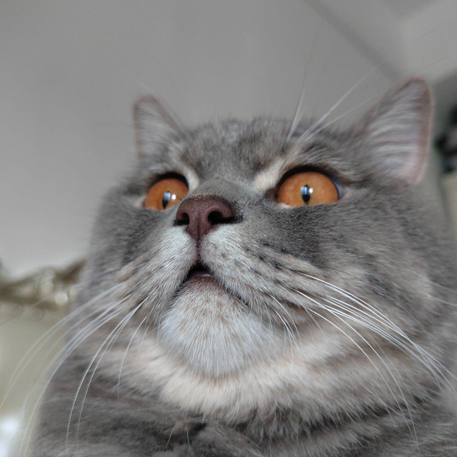 大陆官方唯一指定美男