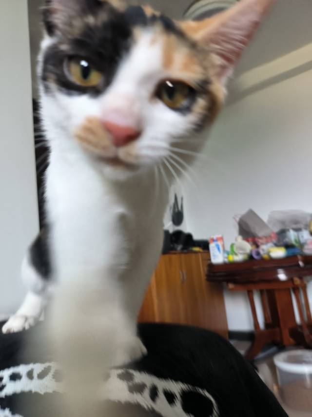 不爱吃肉的蚕宝宝