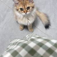 夕夕